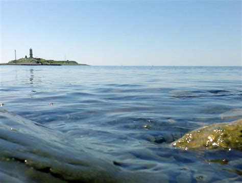 живые индикаторы чистоты морской воды черного моря